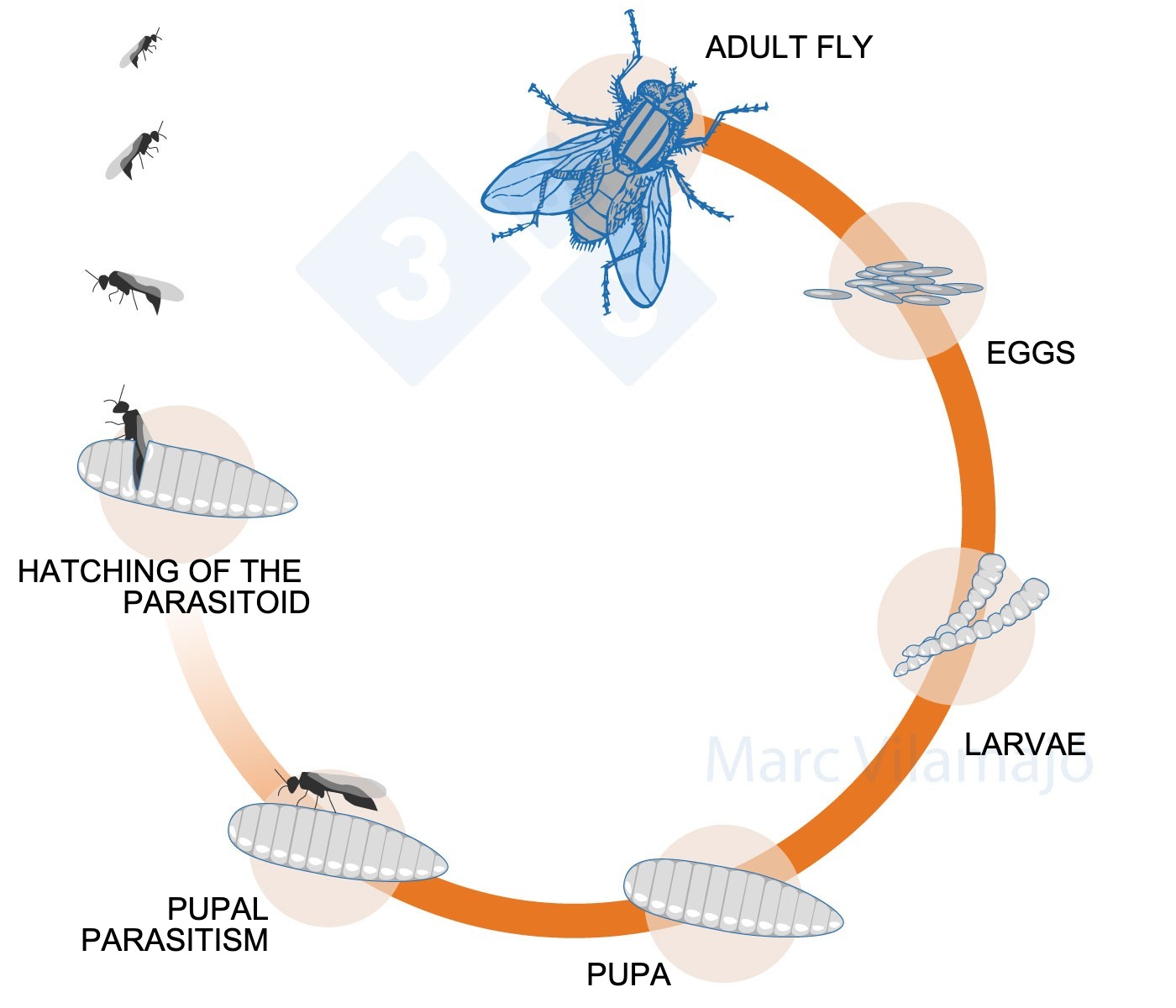<p>Figure 3. Life cycle of the fly&nbsp;interrupted by&nbsp;a parasitoid.</p>
